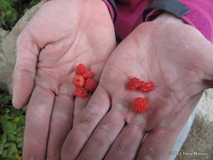 Wild Raspberries in the Uintas - Thrillseekers Anonymous