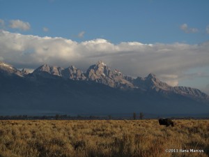 Moose in front of the Tetons - There are 3. Can you find all of them?